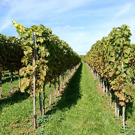 Keller * Hagnau am Bodensee