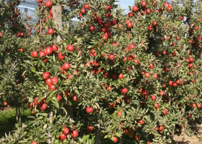 Keller ハーグナウ